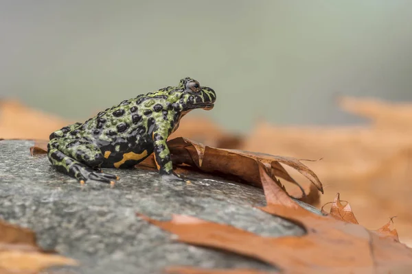 Požár Bellied ropucha (Bombina Orientalis) sedí na malý kámen, pomerančové listí všude kolem něj — Stock fotografie