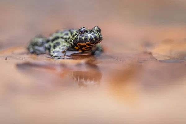 Огнебрюхая жаба, сидящая на мелководье, отражаясь на воде . — стоковое фото