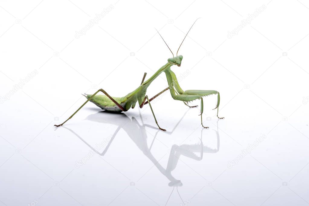 Giant Asian Mantis. Green insect, isolated on a pure white background. room for copy.