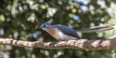 Sıcak bir ülkede, bir dalın üzerine tünemiş renkli, tropikal bir kuş.
