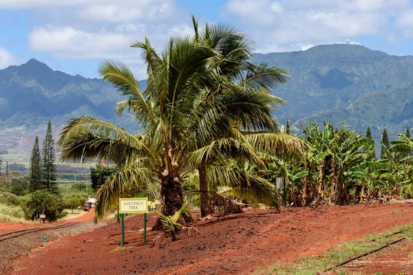 Coqueiro Crescendo Uma Plantação Tropical — Fotografia de Stock