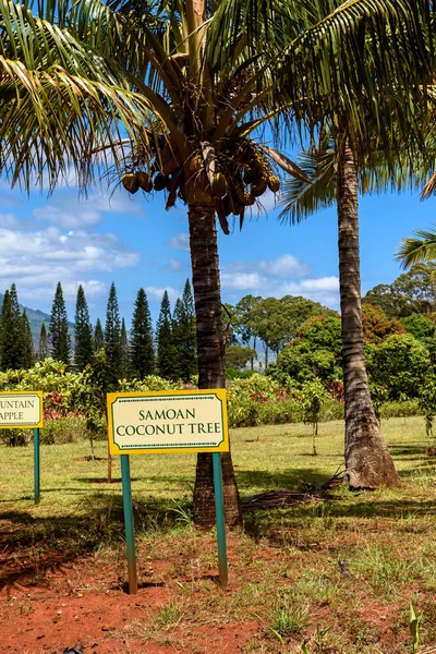 Coqueiros Samoanos Crescendo Uma Plantação Tropical — Fotografia de Stock