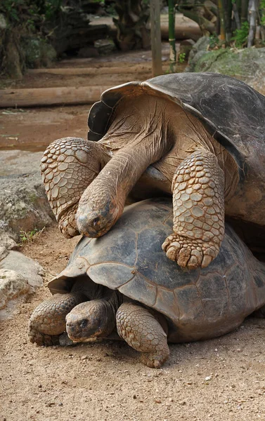 Duas Tartarugas Galápagos Sendo Brincalhões Com Outro — Fotografia de Stock