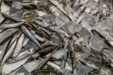 Taze, küçük, gümüş balıklar taze tutmak için buz küpleriyle kaplıdır. Balıklar pazarda satılıyor..