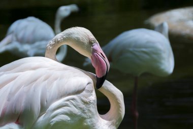 Flamingo, açık pembe, uzun kıvrımlı boyunlu.