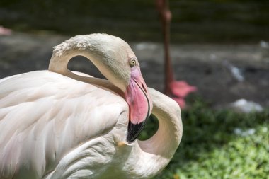 Flamingo, açık pembe, uzun kıvrımlı boyunlu.