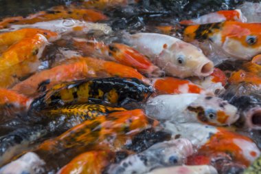 Gölde bir sürü altın balık var, hepsi yiyecek bulmak için bir araya toplanmış.