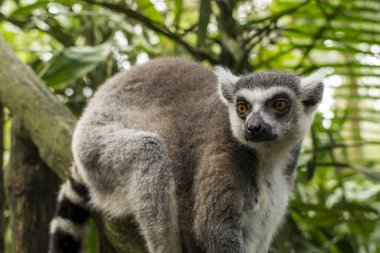 Halka kuyruklu lemur (Lemur catta)