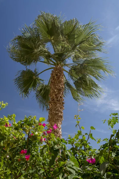 Palm Tree Bougainvillea Plant Deep Blue Sky — Stock Photo, Image