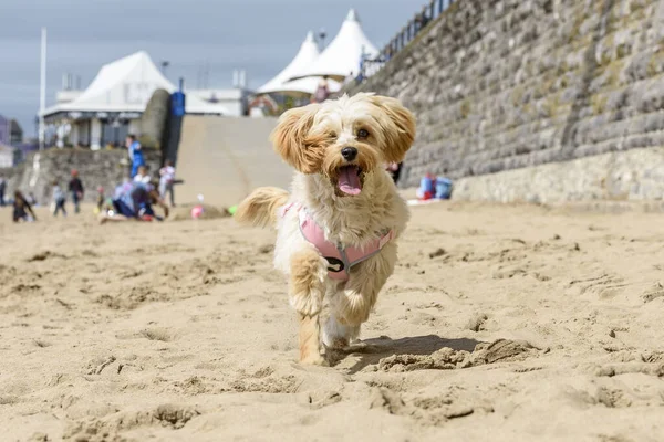 Şirin köpek yavrusu, Cavapoochon, güneşli bir günde sahilde koşuşturuyor. Yavru köpek altın, tüylü, kürklü