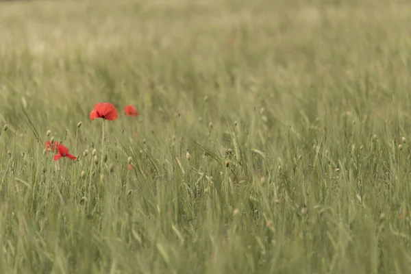 Rote Wilde Mohnblumen Einem Grünen Feld — Stockfoto