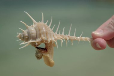 Bilimsel adı Murex pecten (Türkçe: 