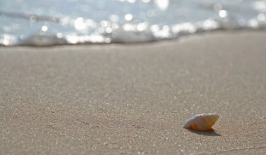 Sahilde Tek Sarmal Kabuk