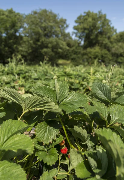 Pojedyncza Odizolowana Truskawka Polu Roślin Truskawkowych — Zdjęcie stockowe