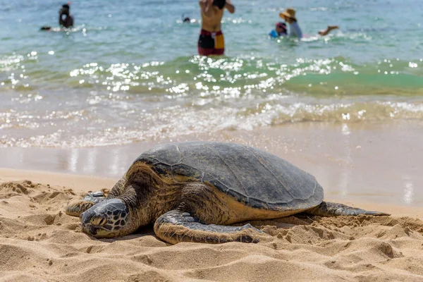 Honu Hawaiian Green Sea Turtles Resting Laniakea Beach North Shore — стоковое фото