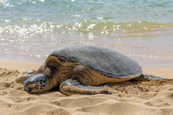 Honu Hawaiian Green Sea Turtles Resting Laniakea Beach North Shore — стоковое фото