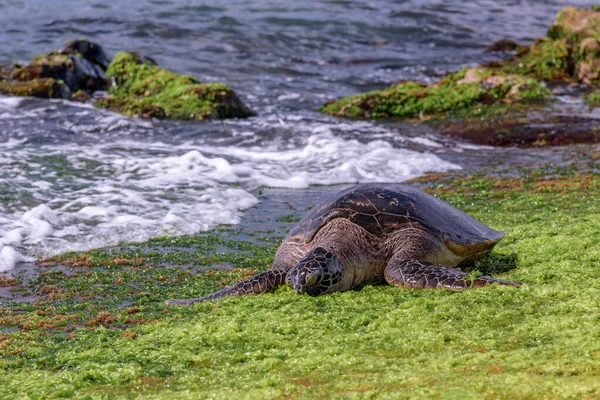 Honu Tartarugas Marinhas Verdes Havaianas Descansando Praia Laniakea Costa Norte — Fotografia de Stock