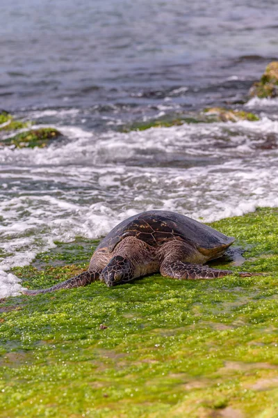 Honu Hawaiianische Grüne Meeresschildkröten Ruhen Sich Strand Von Laniakea Nordufer — Stockfoto