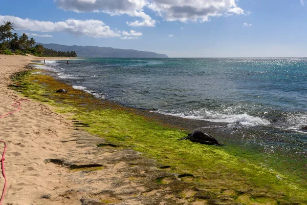 Honu Hawaii Yeşil Deniz Kaplumbağaları Kuzey Kıyısında Laniakea Sahilinde Dinleniyor — Stok fotoğraf