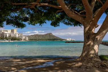 Waikiki plajının uzak ucundaki Elmas Kafa, Honolulu, Hawaii manzarası. Manzara bir ağaç tarafından çerçevelenmiş..