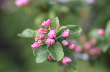 Güzel pembe elma tomurcuğu, baharda çiçek açmak üzere.. 