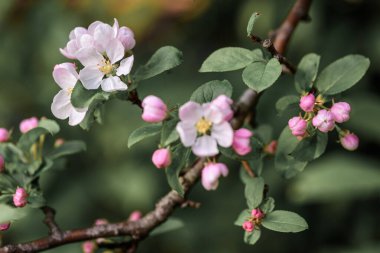 Güzel, pembe ve beyaz elma çiçeği, ilkbaharda çiçek açar.