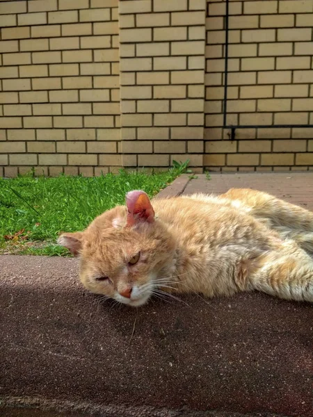 Street cat resting after a hearty lunch