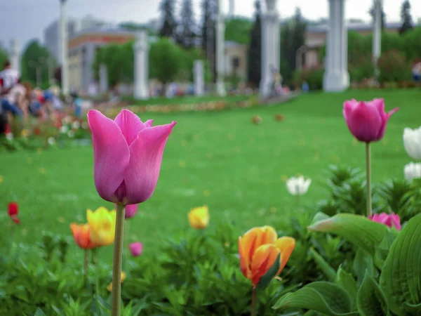 Pink tulip in the park against the background of multi-colored tulips