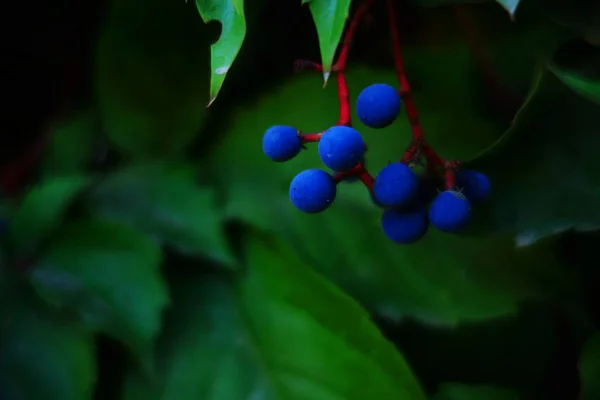 Wild blue berries of a plant on a fence.