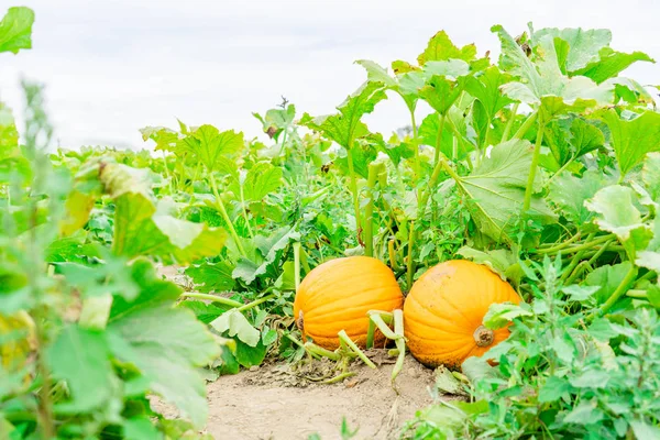 Two giant orange Cinderella fairy tale style pumpkins in a field, with stalks and green leaves showing, in summer, before harvest in the fall as a pumpkin patch.