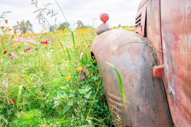 Old rustic tractor tire wheel cover with signal light showing in a green and pink flower field clipart