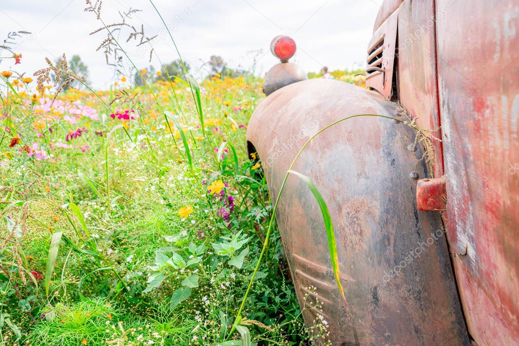 Old rustic tractor tire wheel cover with signal light showing in a green and pink flower field