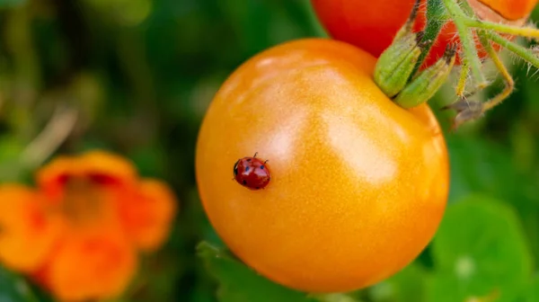Крайний крупный план красного жука-леди на созревающем помидоре, висящем на виноградной лозе, в огороде, изображающем органическое садоводство или земледелие, и домашние свежие продукты с желаемыми садовыми жуками — стоковое фото