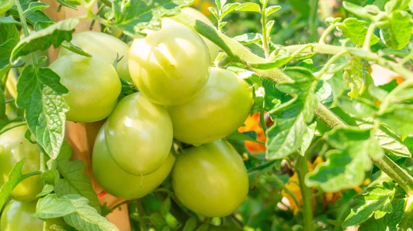 Close up de um grande grupo de tomates verdes não maduros pendurados em uma videira, em uma horta em casa, retratando a agricultura, agricultura, produtos orgânicos, alimentos frescos e comida italiana. Folhagem exuberante . — Fotografia de Stock