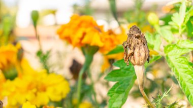 Marigold tohumu kabuğu, döllendikten ve hasat ve tohum biriktirmeye hazır olduktan sonra çiçek kafasında kurudu. Kahverengi, kurutulmuş çiçek yaşam döngüsünün sonunda..