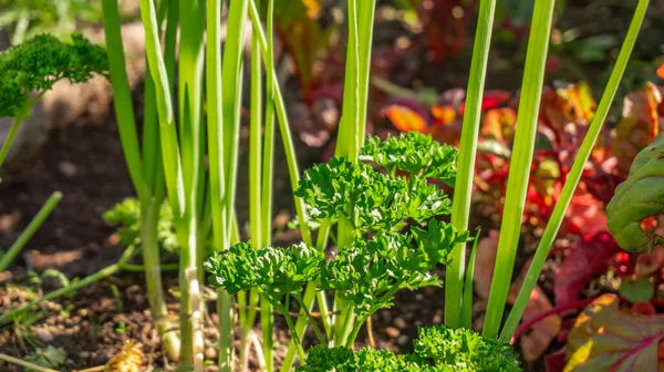 Parsley Herb Spring Onions Growing Companion Planting Permaculture Garden Bed — Stock Photo, Image