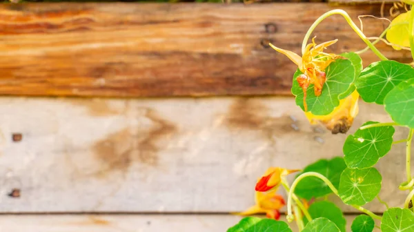 Foglie Boccioli Fiori Verdi Rotondi Nasturzio Nasturtiano Una Varietà Commestibile — Foto Stock