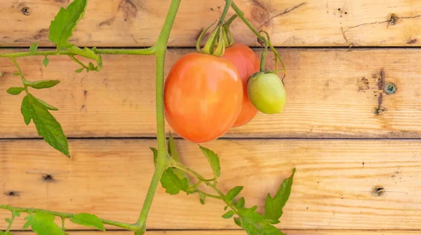 Vine Vermelho Roma Ameixa Tomate Planta Tomate Verde Não Maduro — Fotografia de Stock