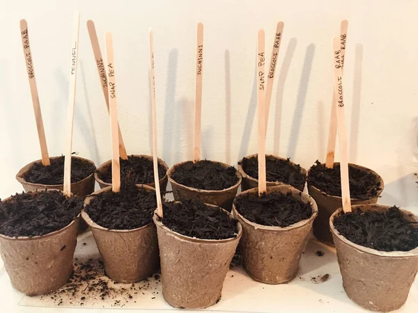 Zaad Beginnende Papieren Potten Binnen Met Hout Koffiestaafje Etiketten Het — Stockfoto