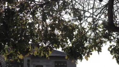 Bitmemiş bir evin arka planında çalı yükseldi.