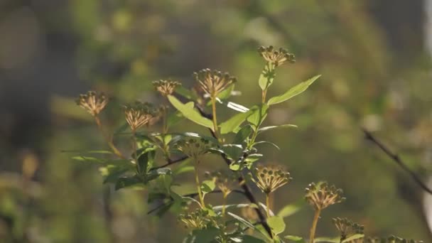 Flor de close-up de plantas — Vídeo de Stock