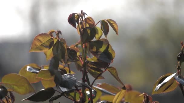 Flor de close-up de plantas — Vídeo de Stock