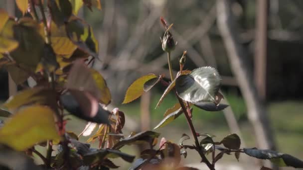 Flor de close-up de plantas — Vídeo de Stock