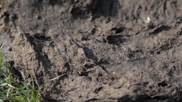 Vacas de Bali rodeadas de muchas moscas — Vídeo de stock