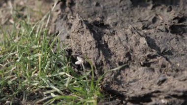 Bali inekleri sineklerle çevrili