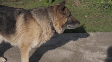 Yaşlı Alman çoban köpeği arka bahçede dolaşıp farklı taraflara bakıyor.