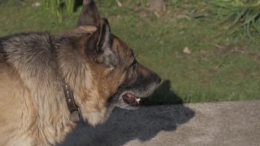 Yaşlı Alman çoban köpeği arka bahçede dolaşıp farklı taraflara bakıyor.