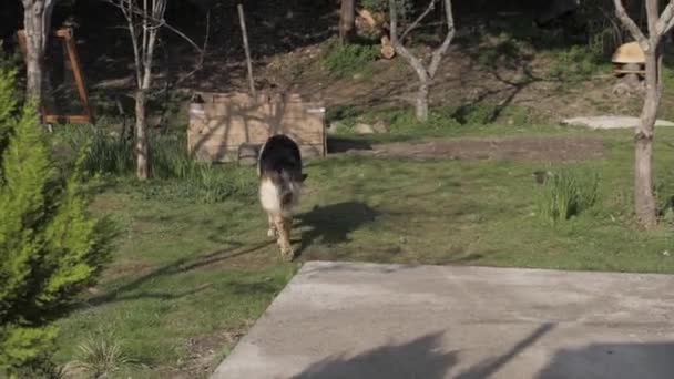 Oude Duitse herder dwaalt door de achtertuin van het huis — Stockvideo