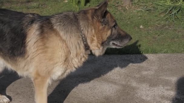 Yaşlı Alman çoban köpeği arka bahçede dolaşıp farklı taraflara bakıyor. — Stok video