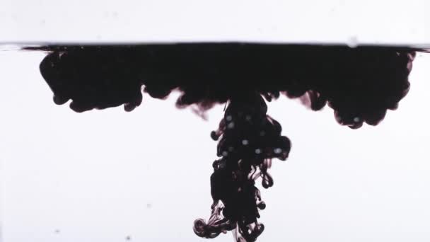 Svart färg när yal hamnar i vattnet i slow motion — Stockvideo